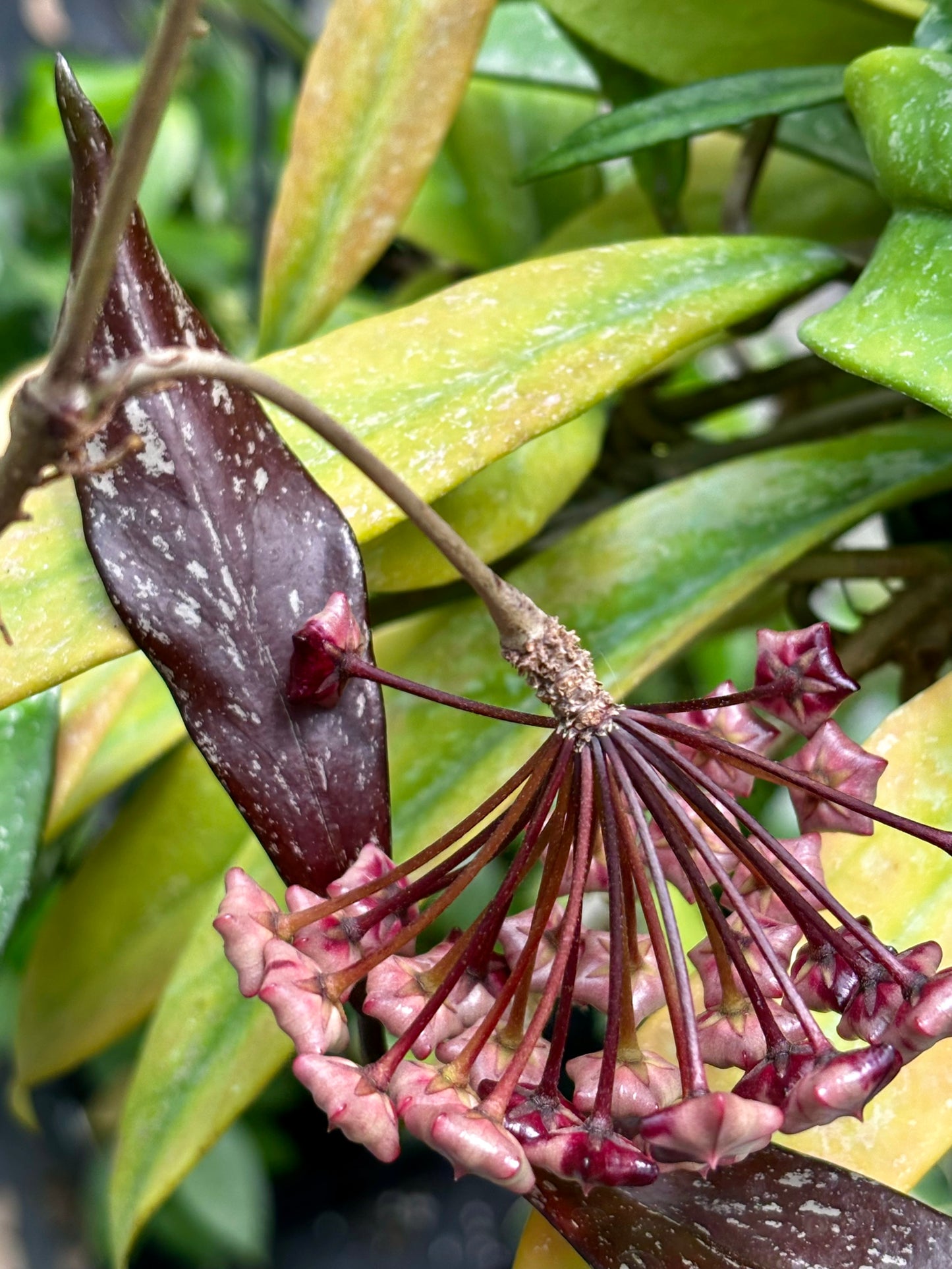 Hoya pubicalyx 'Royal Hawaiian Purple' IML 0056 H12