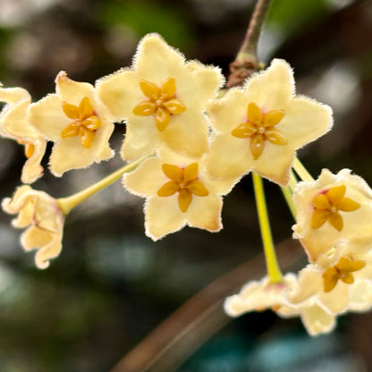Hoya kenejiana 'Mt. Hauseman' IML 1054 H239