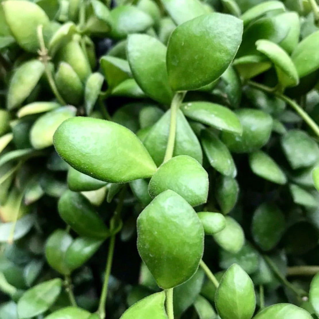 Hoya bilobata H196