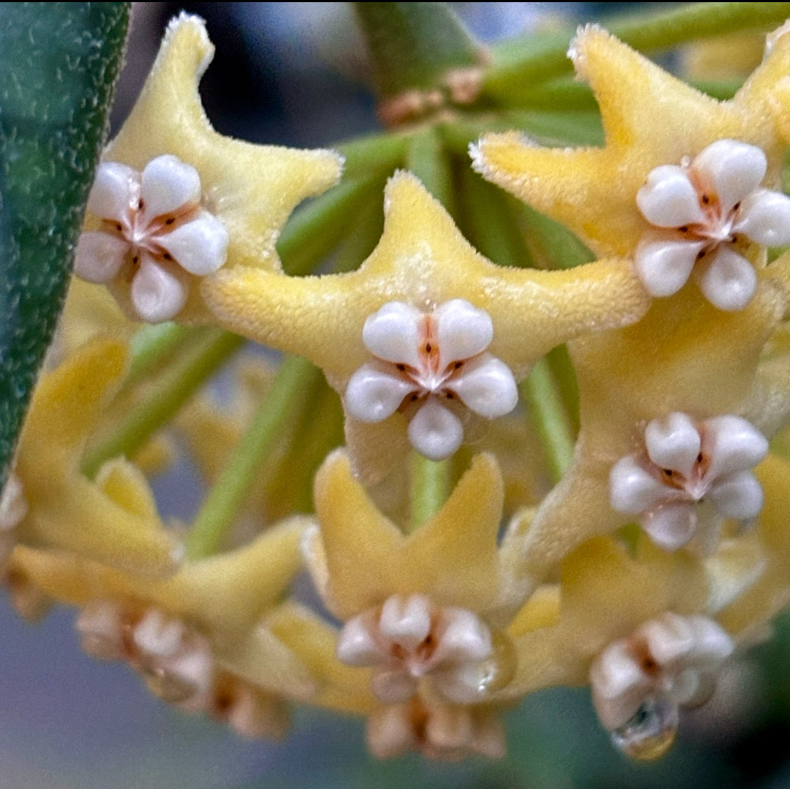 Hoya villosa Vietnam IML 1663 H156