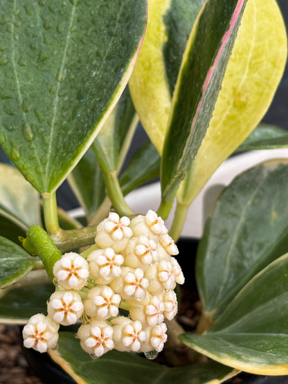 Hoya subquintuplinervis 'New Moon' H343