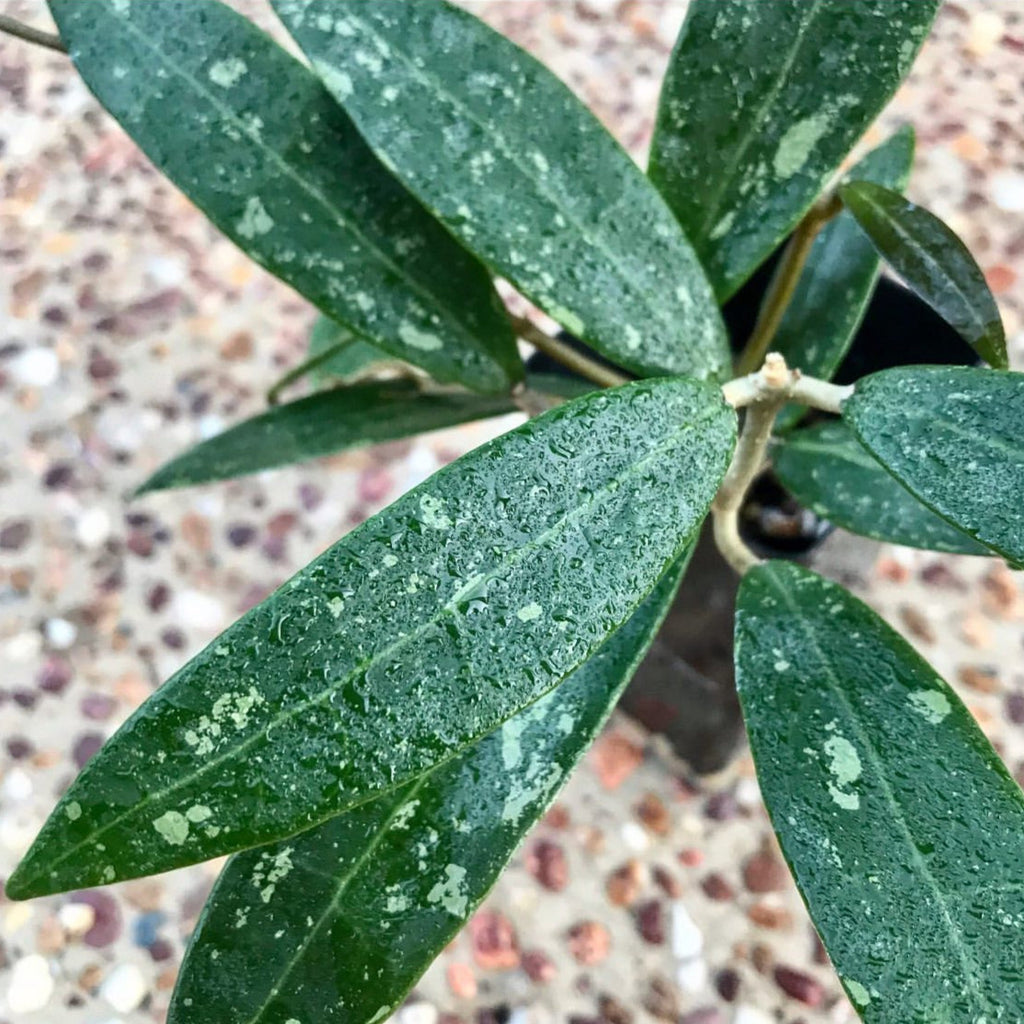 Hoya verticillata sp. Bogor H356