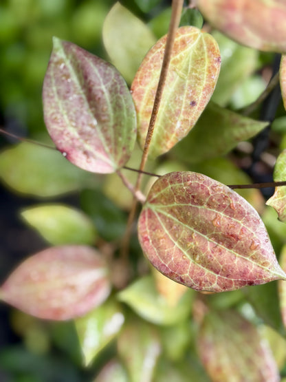 Hoya nicholsoniae H4