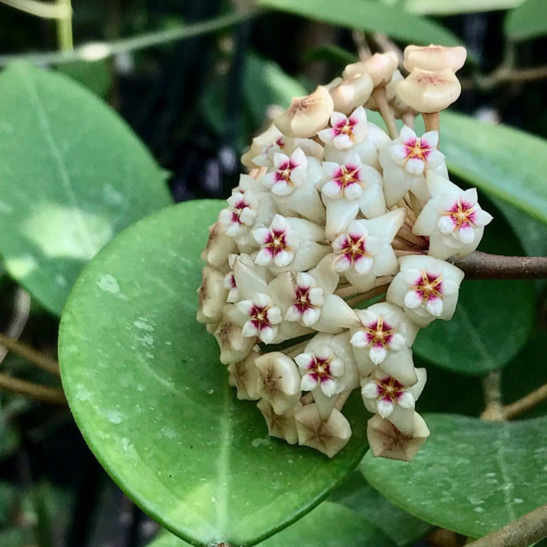 Hoya verticillata H205