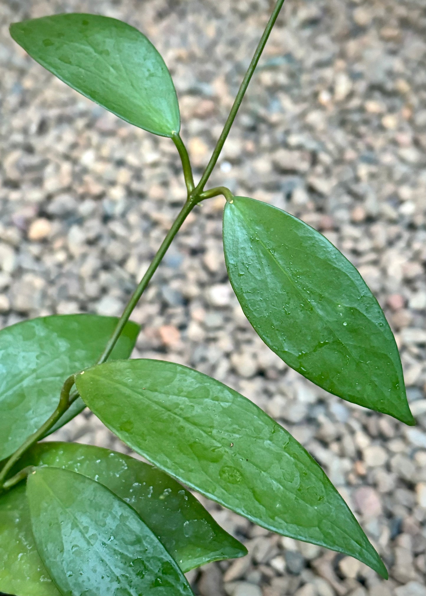 Hoya flavida IML 0118 H277