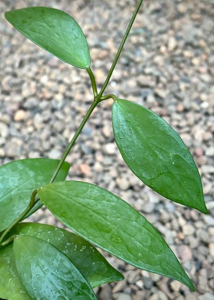 Hoya flavida IML 0118 H277