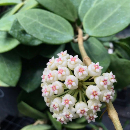 Hoya 'Christine' H180
