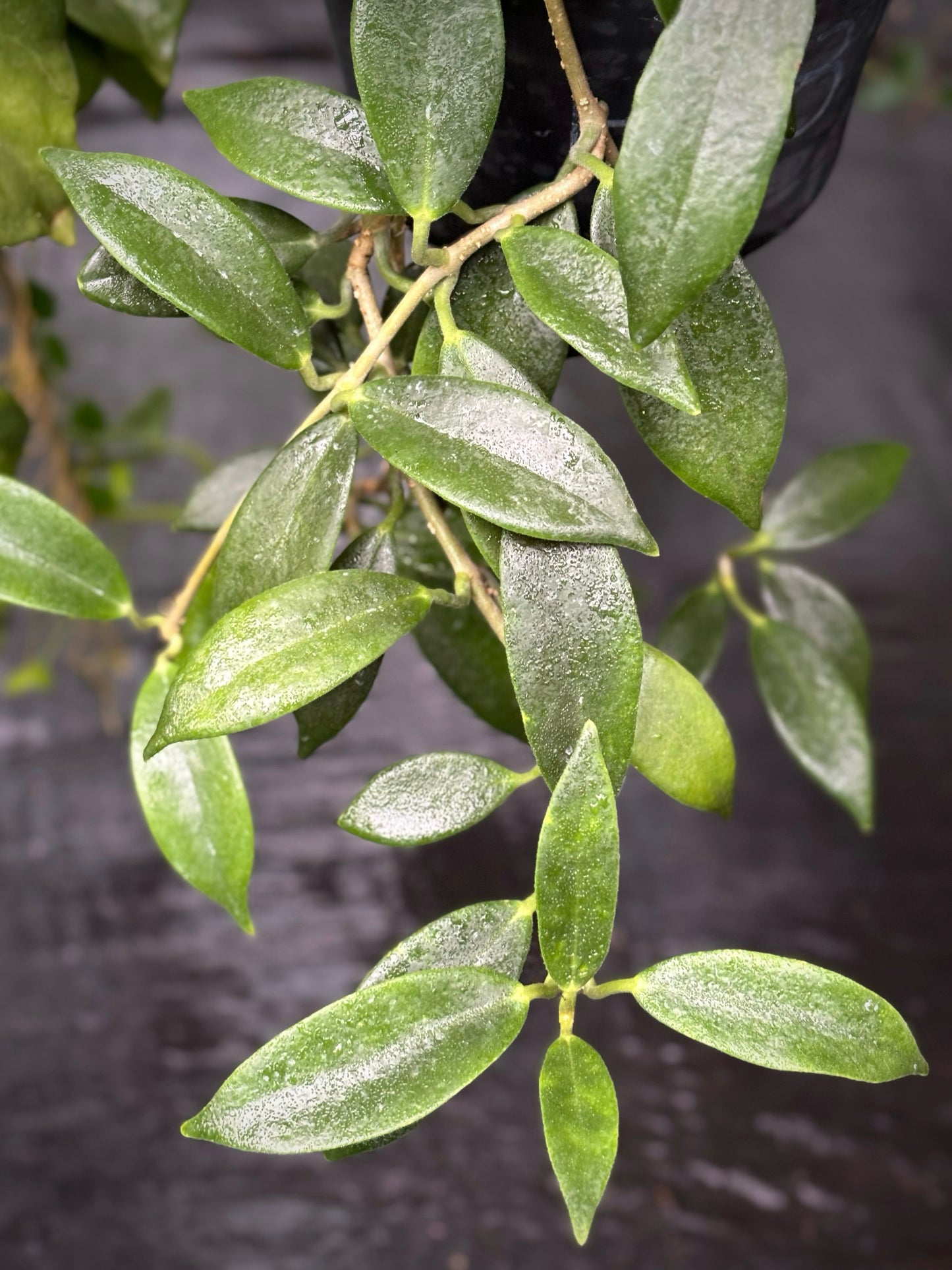 Hoya australis ssp. australis - pointy leaf H28