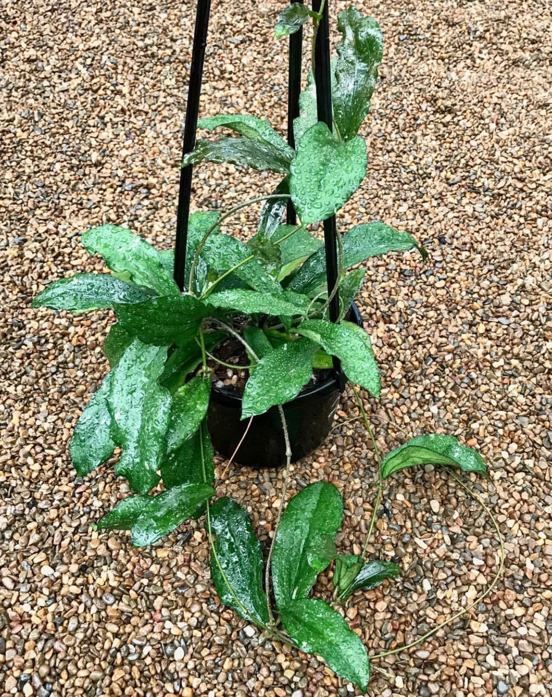 Hoya erythrina H24