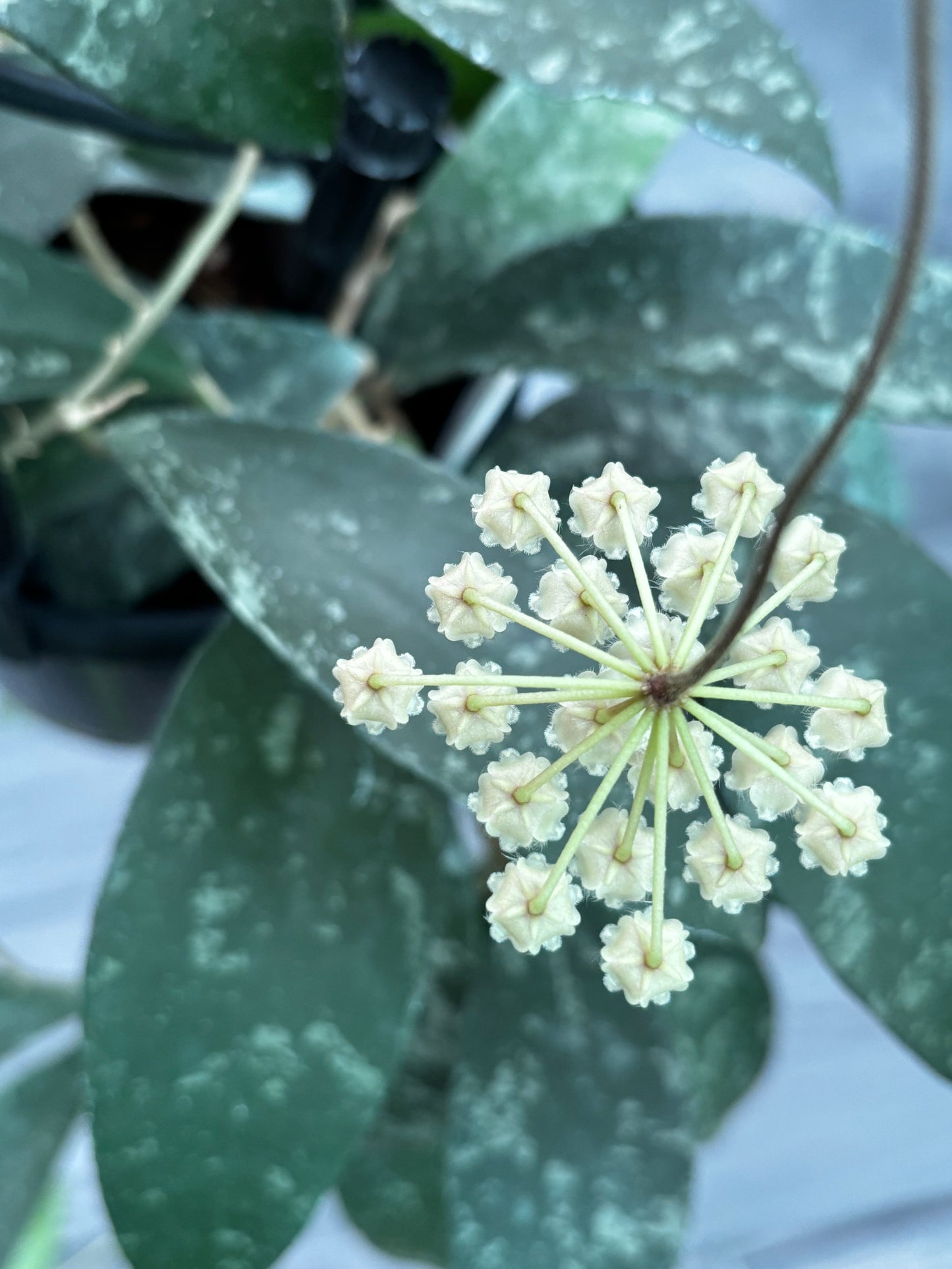 Hoya phuwaensis H317