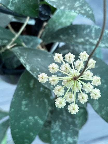 Hoya phuwaensis H317