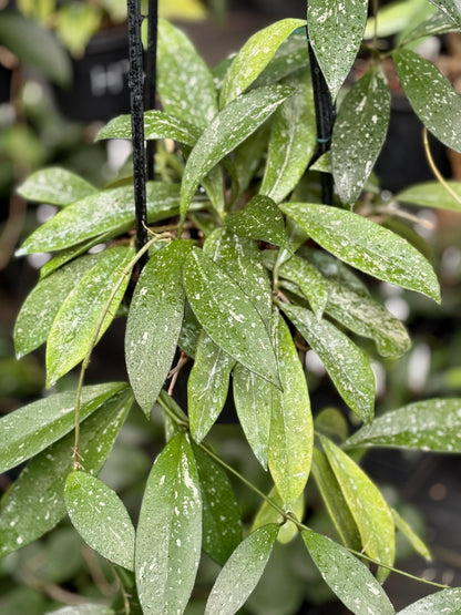 Hoya pubicalyx 'Pink-Silver' IML 0183 H76