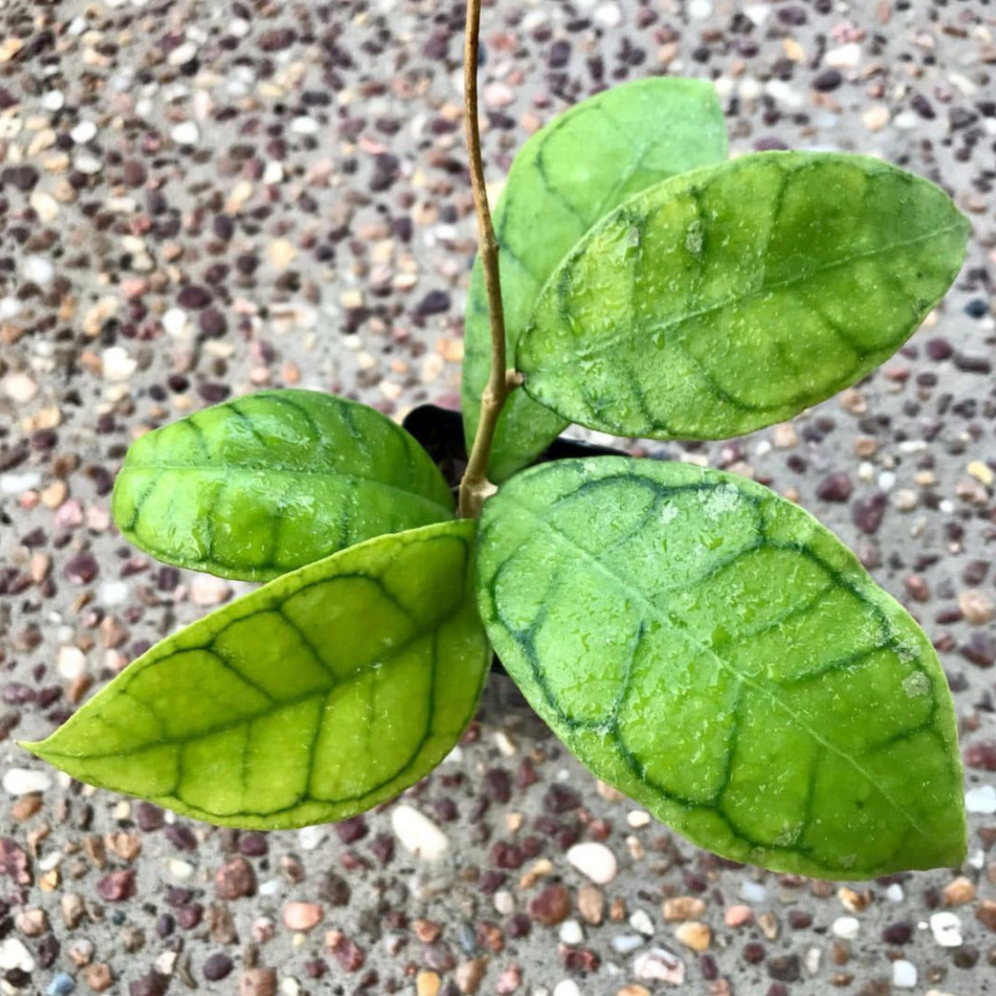 Hoya callistophylla Borneo IML 1174 H46