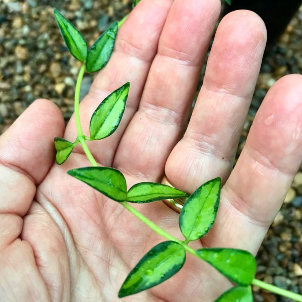 Hoya bella (variegata) H397
