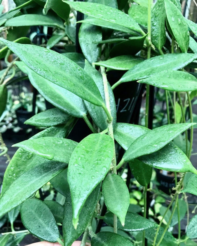 Hoya australis ssp. australis Silver Valley H211