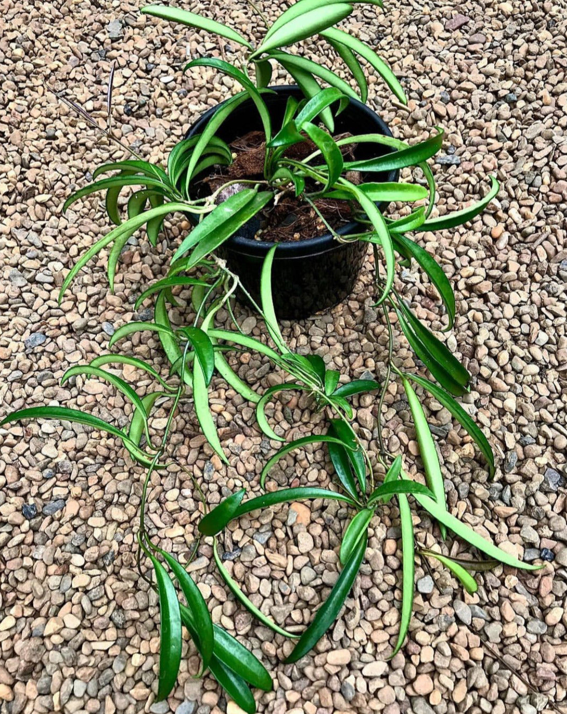 Hoya kentiana H10