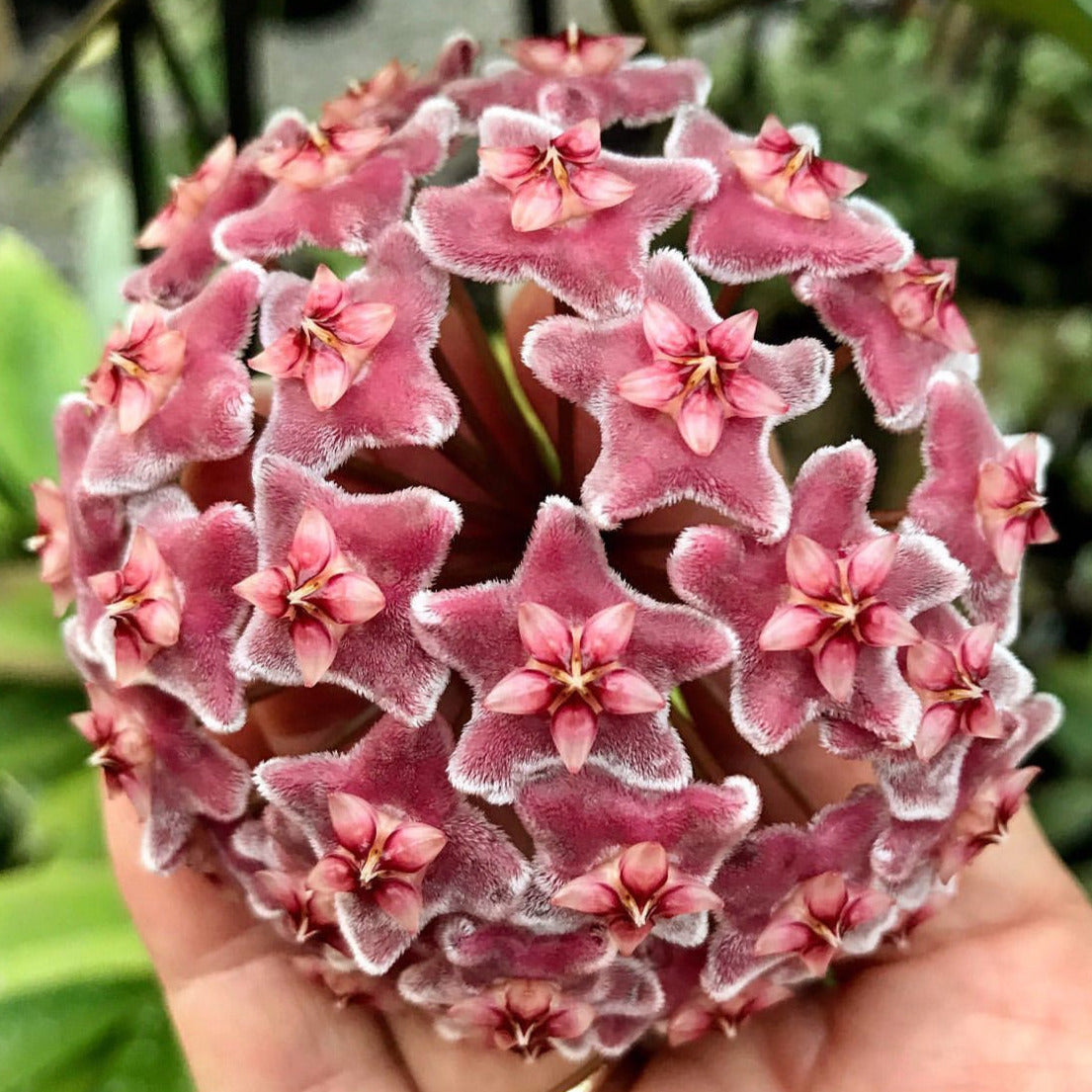 Hoya carnosa 'Green Exotica' H179