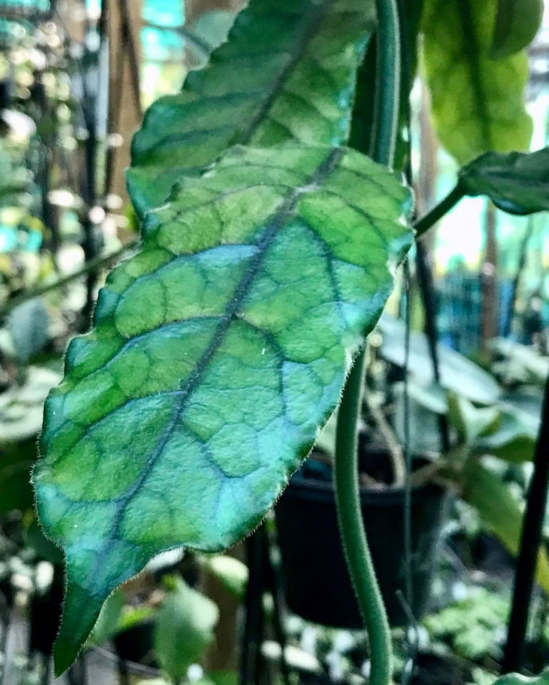 Hoya aff. villosa IML 0905 H117