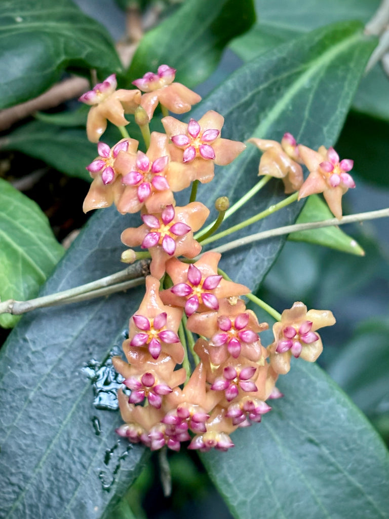 Hoya palawanica IML 1605 H254