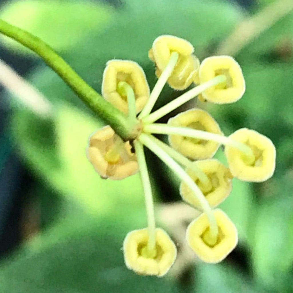 Hoya tsangii (variegata) H214