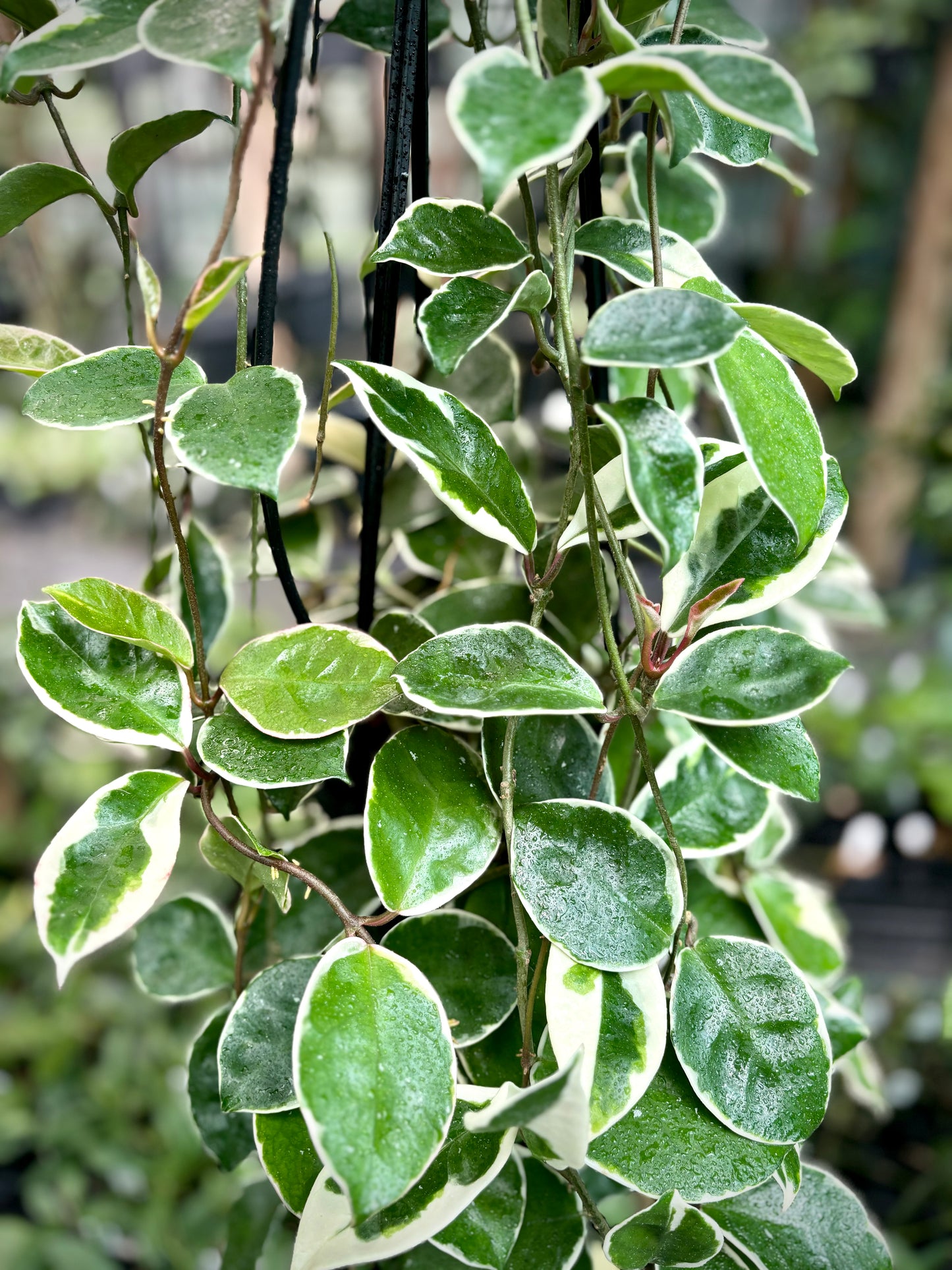 Hoya carnosa 'Tricolor' IML 0077 H130