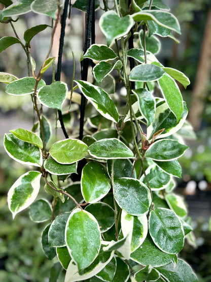 Hoya carnosa 'Tricolor' IML 0077 H130