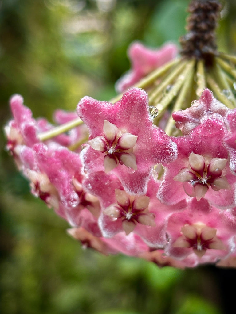Hoya species 'Pink' H193