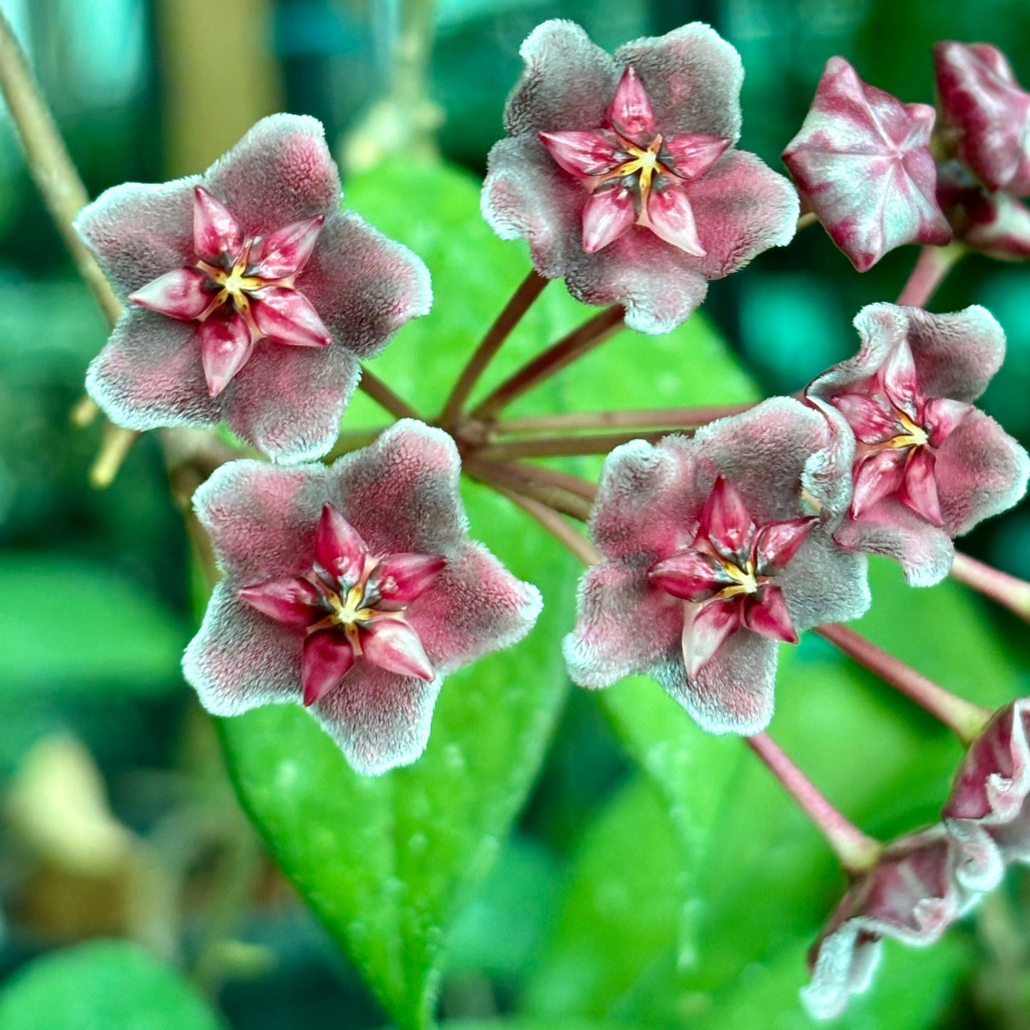 Hoya pubicalyx ‘Red Buttons’ IML 0268 H323