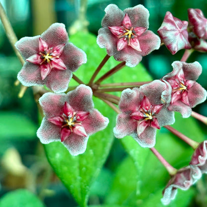 Hoya pubicalyx ‘Red Buttons’ IML 0268 H323