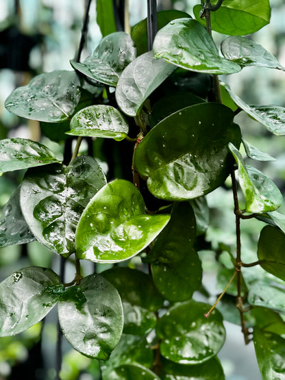 Hoya carnosa Krinkle (giant) H305
