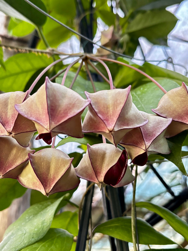 Hoya macgillivrayi H34