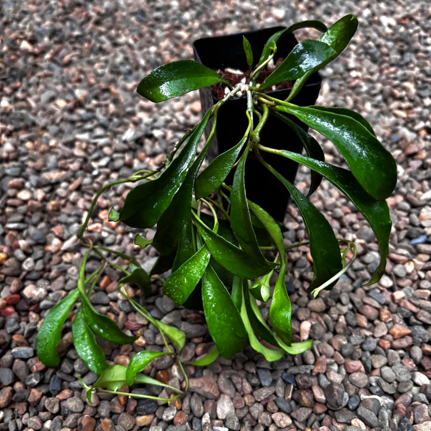 Hoya soidaoensis H421