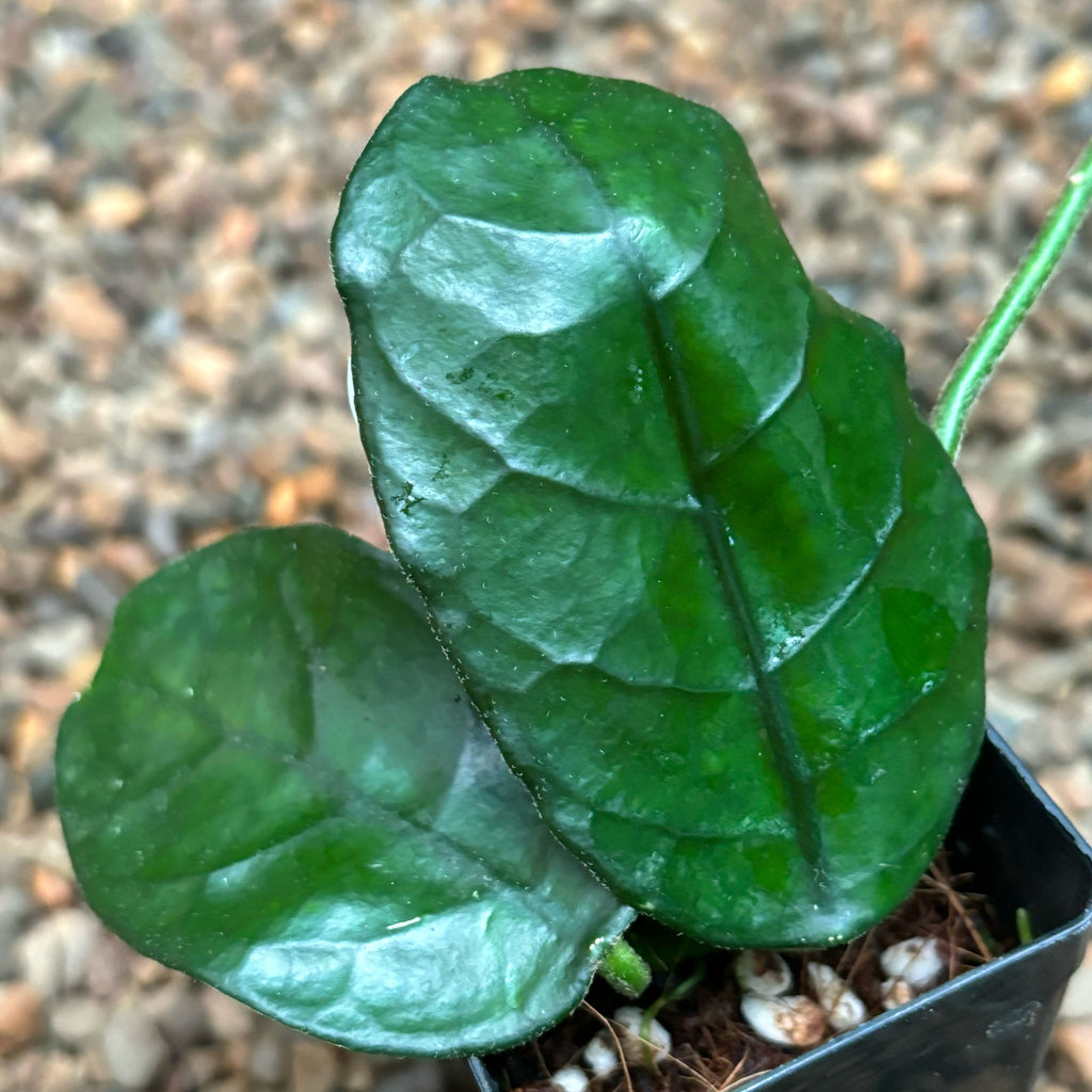 Hoya villosa 'Cao Dang' H394