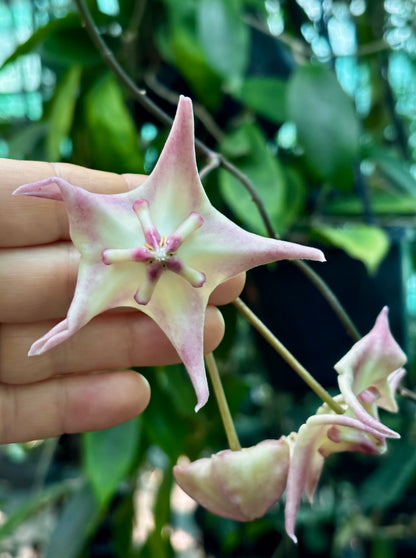 Hoya liddleana H263
