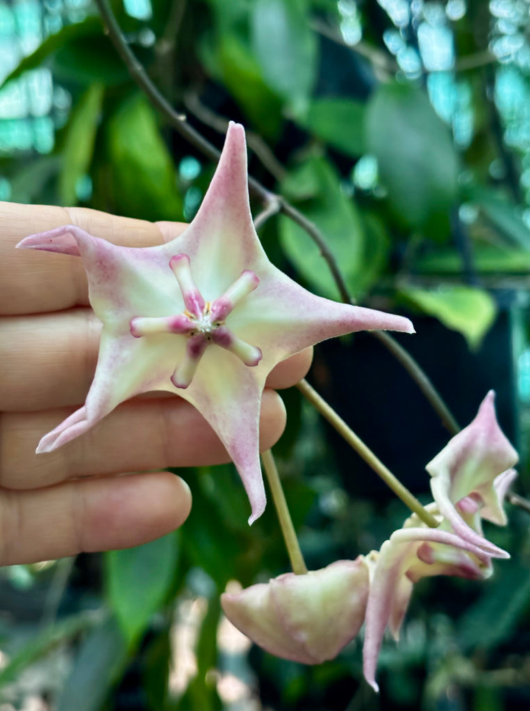 Hoya liddleana H263