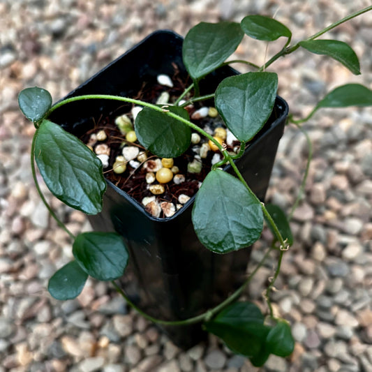 Hoya obcordata H408