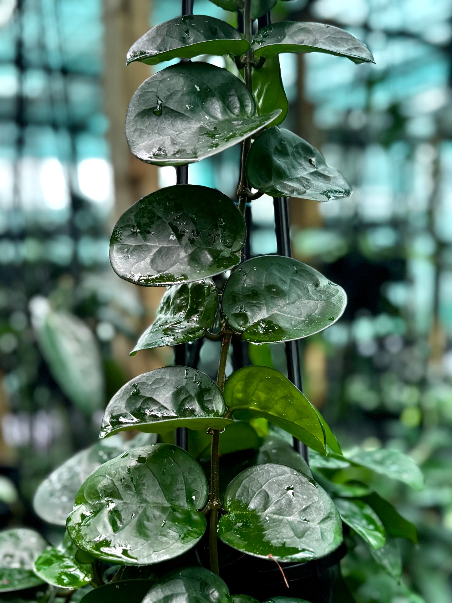 Hoya carnosa Krinkle (giant) H305