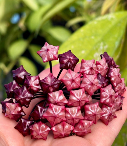 Hoya pubicalyx 'Royal Hawaiian Purple' IML 0056 H12