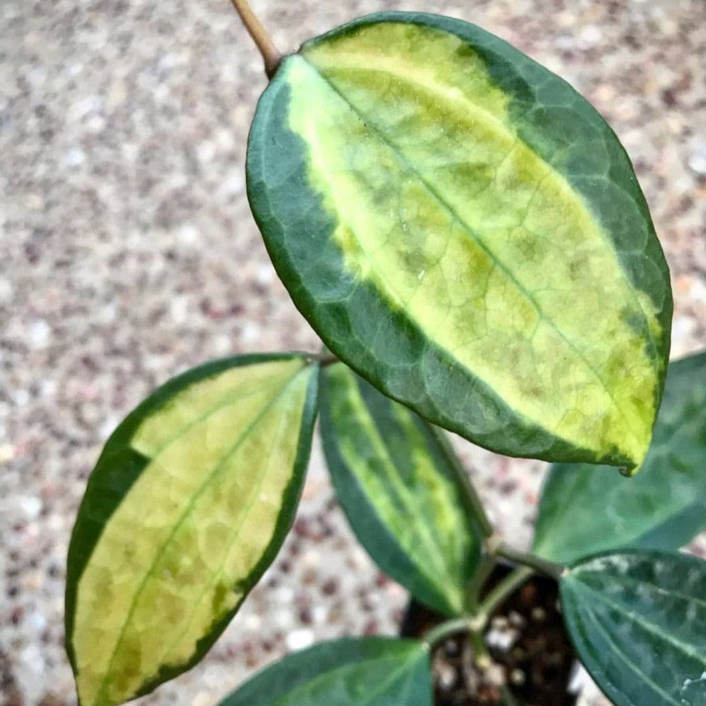 Hoya latifolia 'Pot of Gold' H384