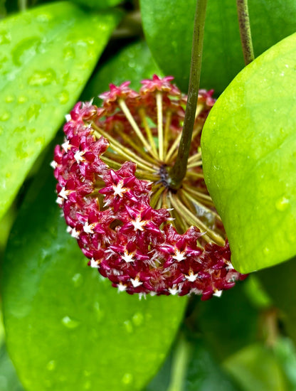 Hoya mindorensis ssp. Superba  IML 0768 H169