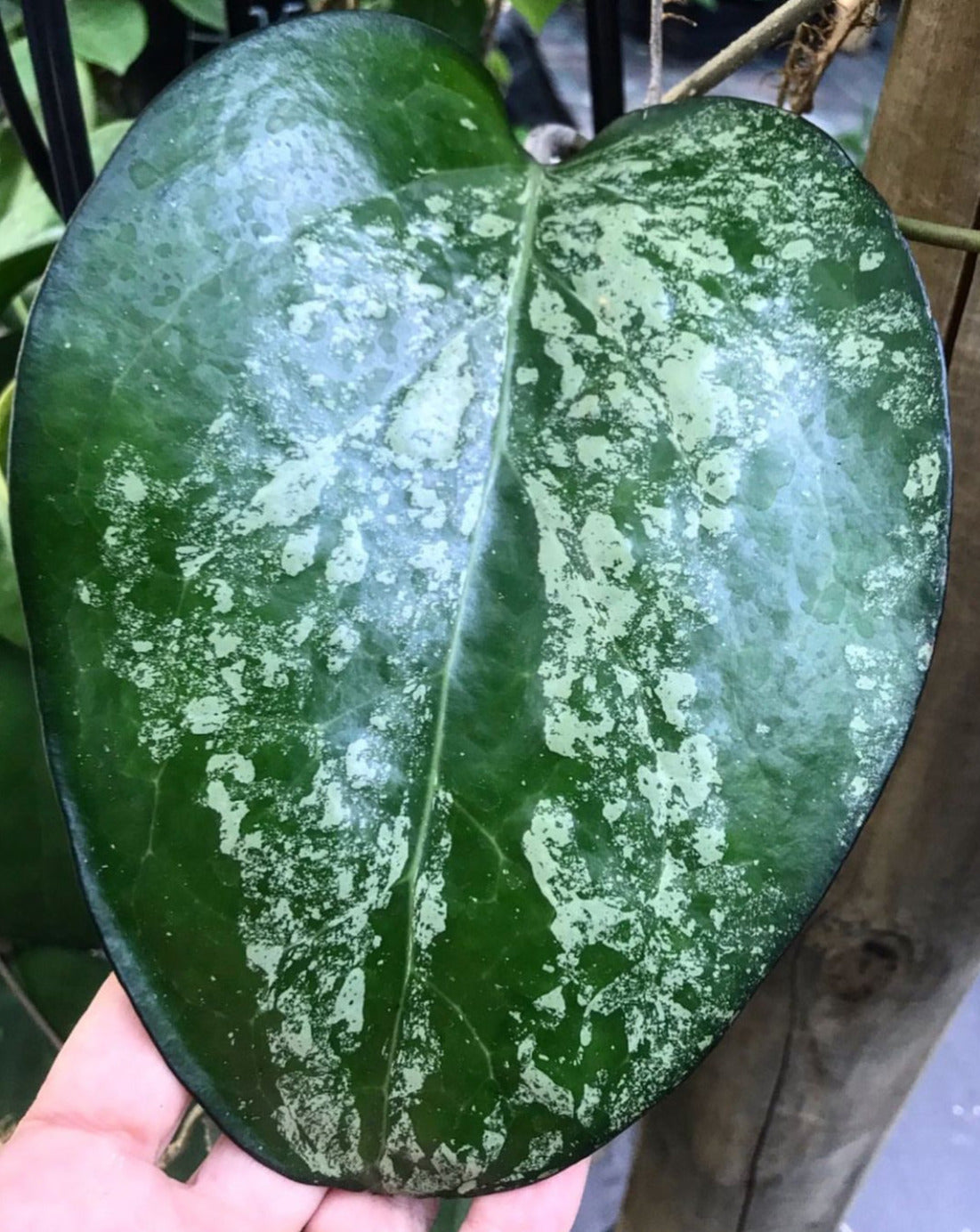 Hoya fuscomarginata H22