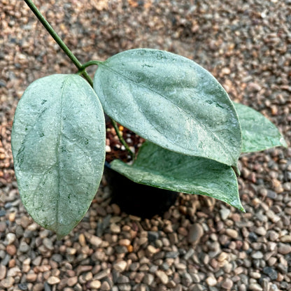 Hoya coriacea (silver) H454