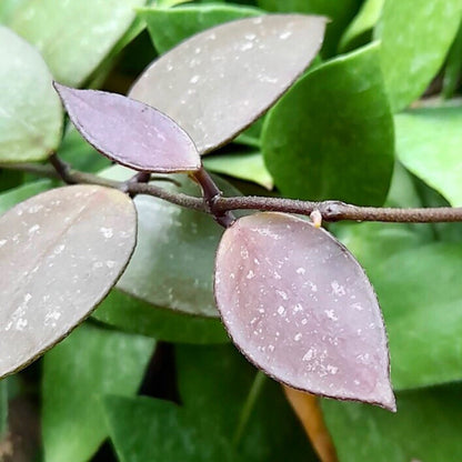 Hoya halophila IML 1116 H103