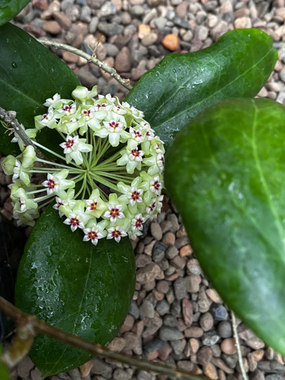Hoya dolichosparte IML 1377 H99