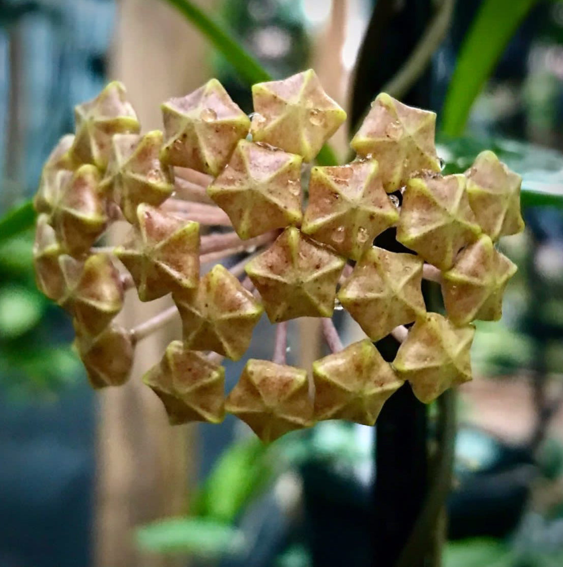 Hoya limoniaca IML 0092 H253