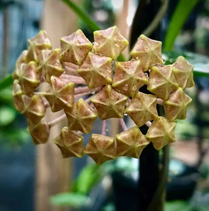 Hoya limoniaca IML 0092 H253