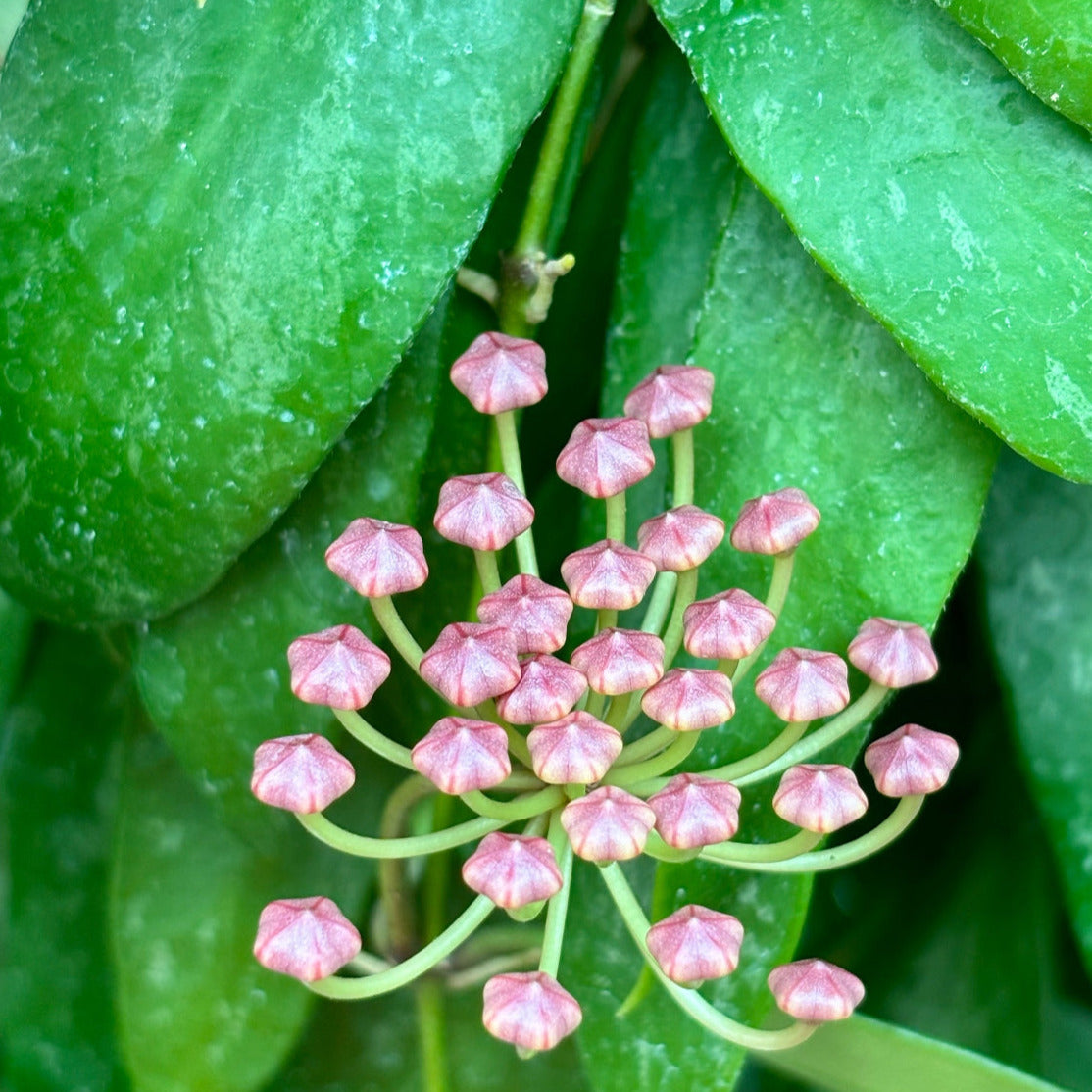 Hoya inconspicua H184