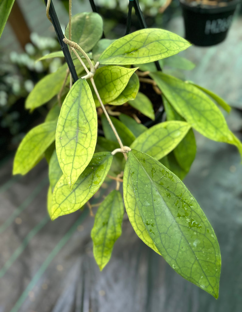 Hoya finlaysonii H265