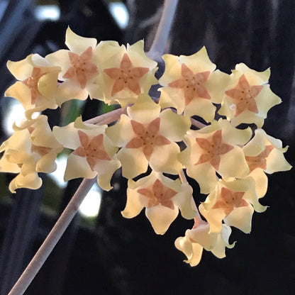 Hoya sp. Java IML 0452 H125