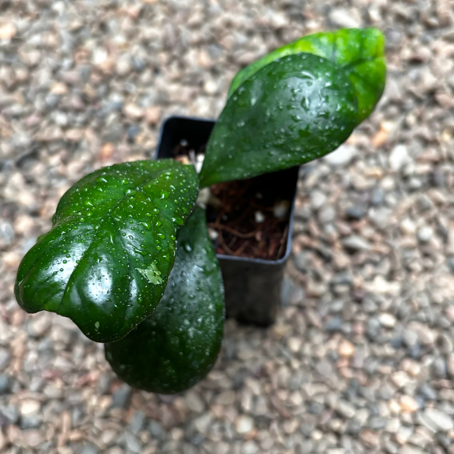 Hoya deykei Sumatra IML 1185 H19